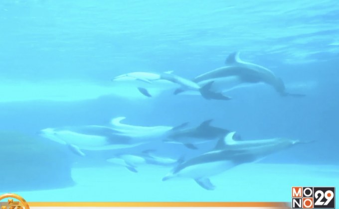 พิพิธภัณฑ์สัตว์น้ำในจีนเผยโฉมลูกโลมา