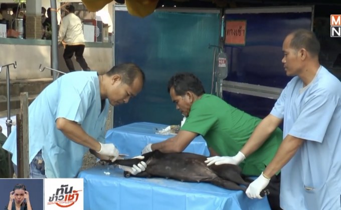 แพทย์ชี้เชื้อพิษสุนัขบ้าไม่ถ่ายทอดทางน้ำนม 