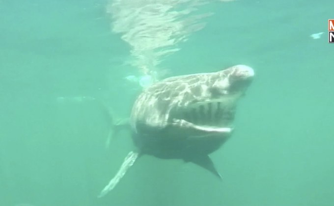 SharkCam หุ่นยนต์ไร้คนบังคับตัวแรกของอังกฤษ