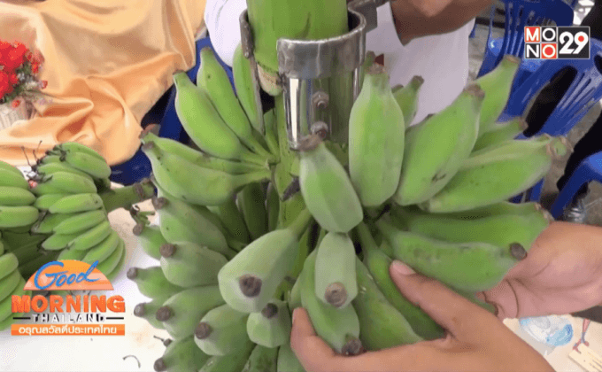 นักศึกษาโชว์สิ่งประดิษฐ์มีดหั่นเครือกล้วย