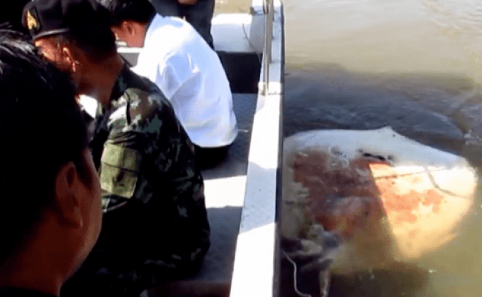 พบปลากระเบนแม่กลองตายเป็นตัวที่ 47