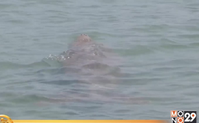 ​นทท.ตื่นตา ประมงพื้นบ้าน จ.ตรังจัดทริปชมพะยูน