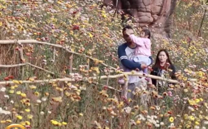 ชมทุ่งดอกกระดาษ ในโครงการพระราชดำริ