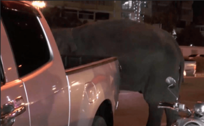 ช้างเร่ร่อนเครียดทำร้ายนักท่องเที่ยว