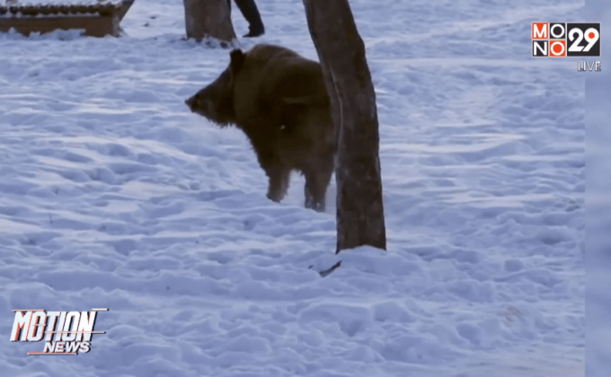 พบหมูป่ากลางสวนสาธารณะในรัสเซีย