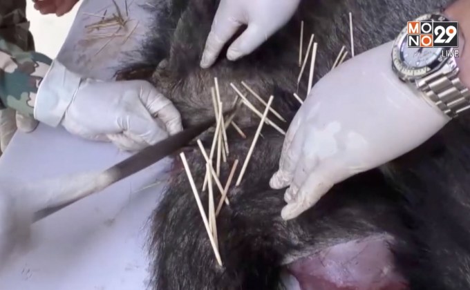 ติดตามจับกุมนายพรานล่าเลียงผาแก่งกระจาน