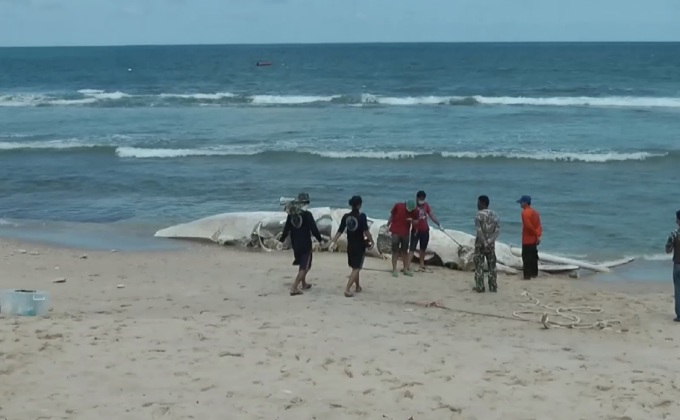 ซากวาฬบรูด้าลอยติดชายหาดภูเก็ต