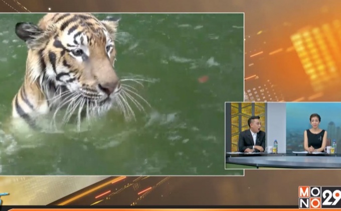 วิธีคลายร้อนให้กับเสือโคร่ง