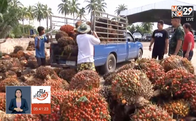 เกษตรกรกระบี่เตรียมเผาผลปาล์มจี้รัฐแก้ราคาตกต่ำ