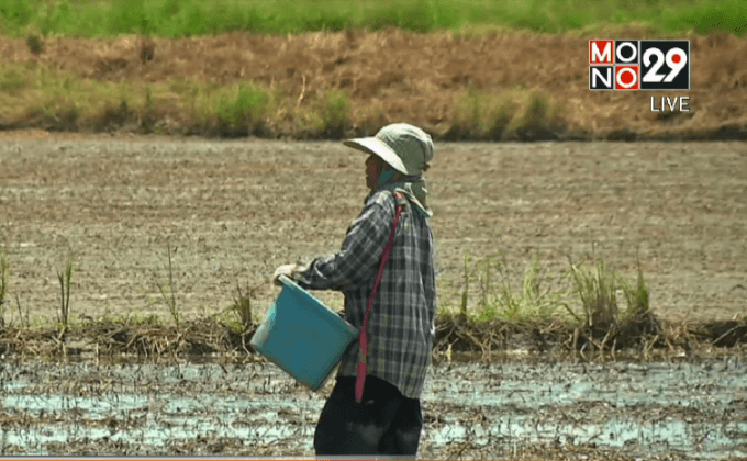 เตรียมประกาศงดทำนาปรังปีที่ 2