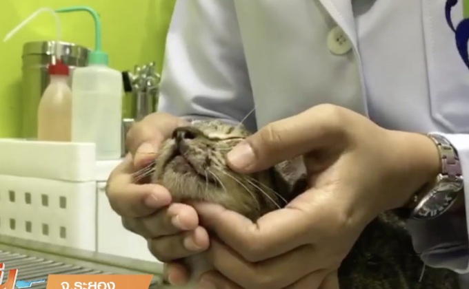 แจ้งจับพระโหด ทำร้ายแมว