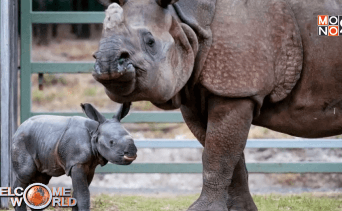 แรดอินเดียให้กำเนิดลูกตัวแรกในออสเตรเลีย