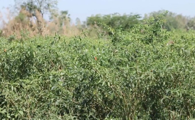 ผลกระทบภาวะภัยแล้ง