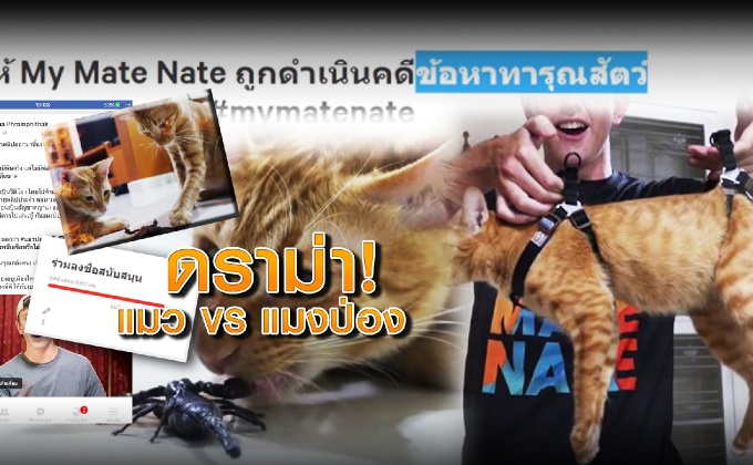 ดราม่า! แมว VS แมงป่อง