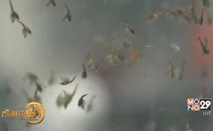 อังกฤษทำโครงการเลี้ยงล็อบสเตอร์ สนองดีมานด์ตลาด