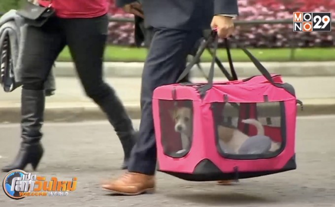 สุนัขตัวใหม่ บ้านเลขที่ 10