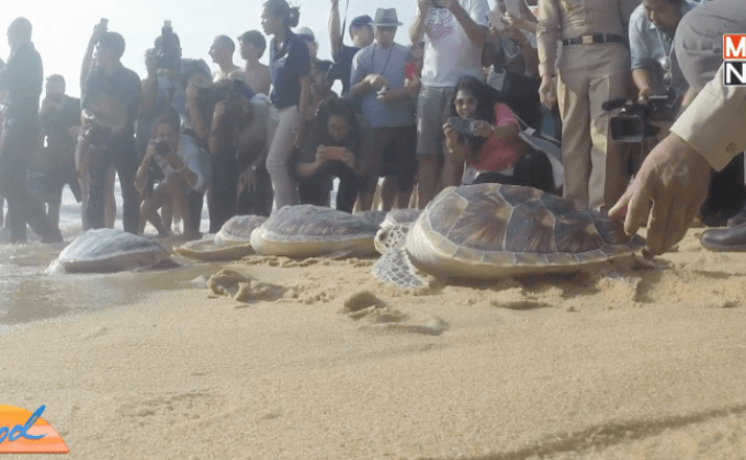 ทช.เร่งฟื้นฟูแหล่งวางไข่เต่าทะเลใกล้สูญพันธุ์