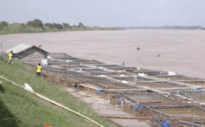 ช่วยเหลือผู้เลี้ยงปลาในกระชังแม่น้ำโขง