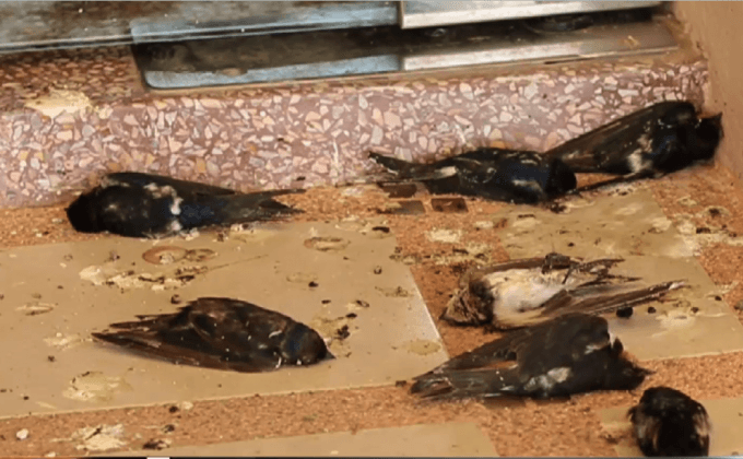 สัตว์ตายเพราะอากาศหนาวฉับพลัน