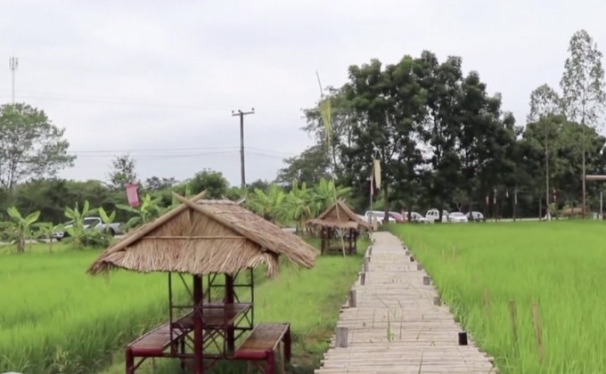 แห่เที่ยวสะพานไม้ไผ่กลางทุ่งนา เส้นทางขึ้นภูกระดึง