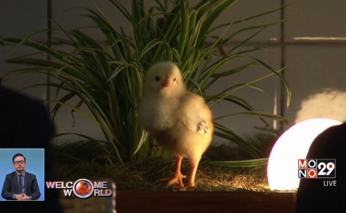 คาเฟ่ลูกเจี๊ยบในไต้หวัน