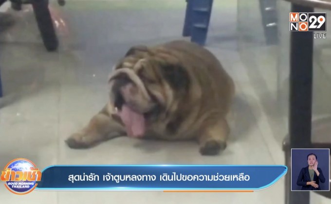 สุดน่ารัก เจ้าตูบหลงทาง เดินไปขอความช่วยเหลือ