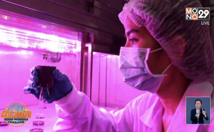 ตุ๋นจ่าย 8 พัน อ้างอบรมจบปลูกกัญชาได้