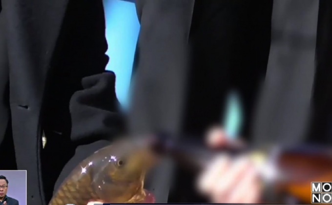 กระแสวิจารณ์พิธีกรอกเหล้าปลาคาร์พในญี่ปุ่น