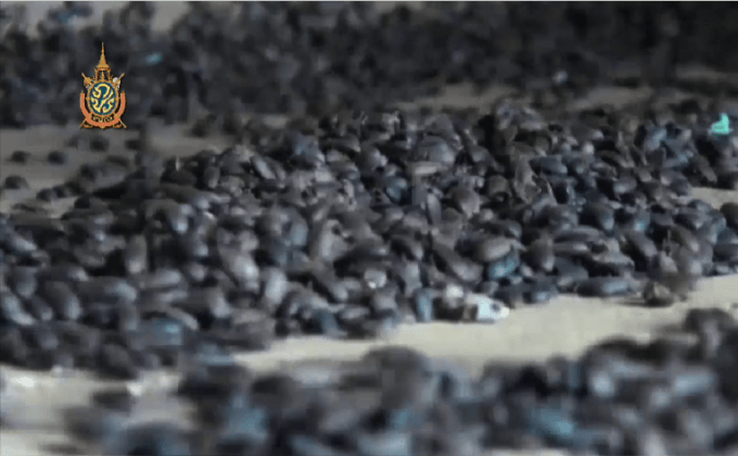 แมลงปีกแข็งยึดบ้าน จ.ขอนแก่น