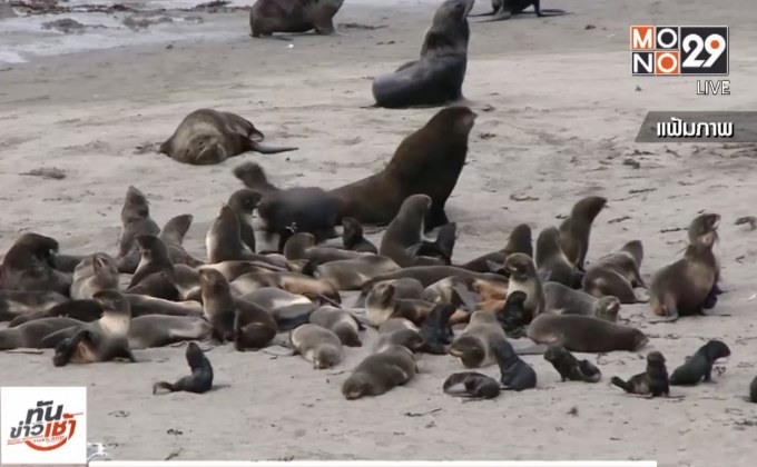 WWF ชี้มนุษย์ทำให้สัตว์ป่าโลกลดลง 60%