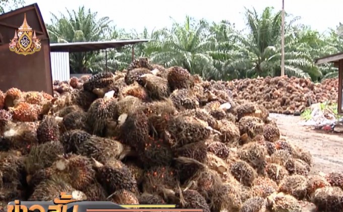 เตรียมดูดซับปาล์มผลิตไฟฟ้าเพิ่ม 1 แสนตัน