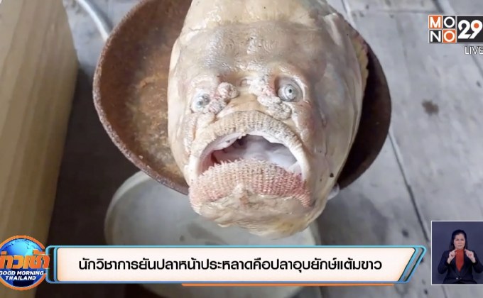 นักวิชาการยันปลาหน้าประหลาดคือปลาอุบยักษ์แต้มขาว