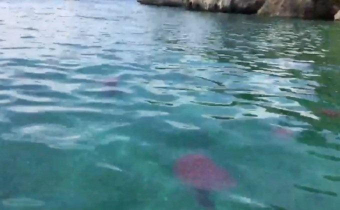 พบแมงกะพรุนไฟจำนวนมากที่เกาะพีพี 