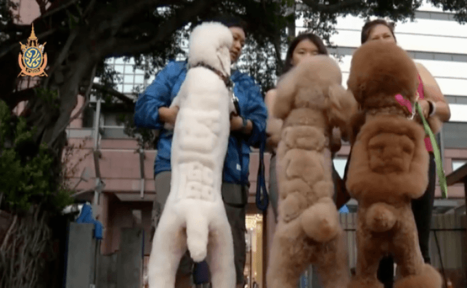 ร้านตัดแต่งขนสัตว์เลี้ยงในไต้หวัน