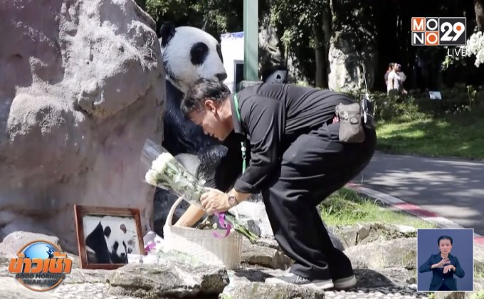 “หัวใจล้มเหลว” สาเหตุแพนด้าช่วงช่วงตาย