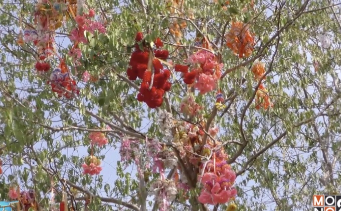 สุดแปลก โยนพวงมาลัยขึ้นต้นไม้แก้บน