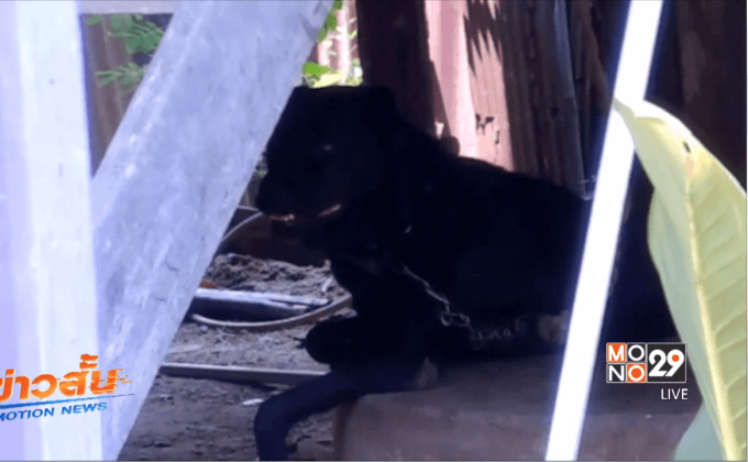 หญิงวัย 85 ปีถูกร็อตไวเลอร์กัดอาการสาหัส