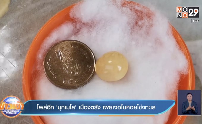 โผล่อีก ‘มุกเมโล’ เมืองตรัง เผยเจอในหอยโข่งทะเล