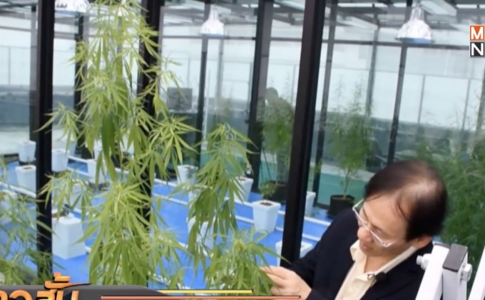 ม.รังสิต ทดลองปลูกกัญชาทางการแพทย์