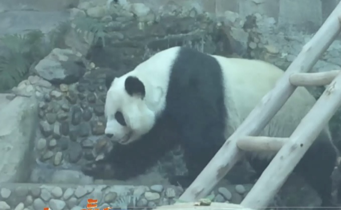 เลื่อนอัลตร้าซาวด์แพนด้า หลินฮุ่ย