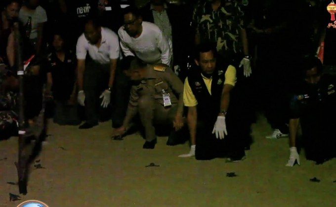 ปล่อยลูกเต่ามะเฟืองชุดแรกของปีกลับสู่ทะเล