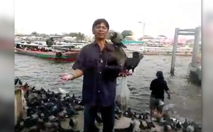 เปิดโรคที่มากับนกพิราบ อันตรายถึงชีวิต