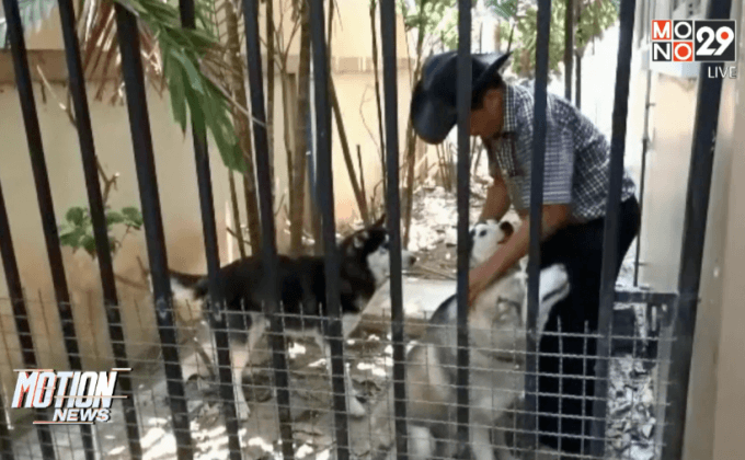 สุนัขถูกทำร้ายขาขาดพ้นวิกฤต