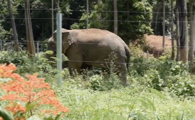 แก้ปัญหาช้างป่าหนีออกจากสถานกักกัน