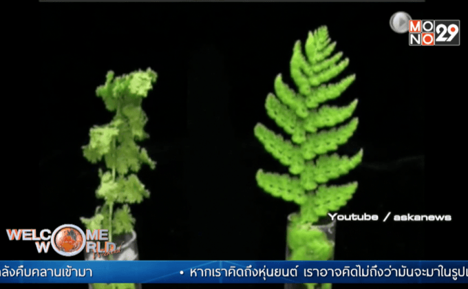 “พืชคืนชีพ” รับมือปัญหาโลกร้อน