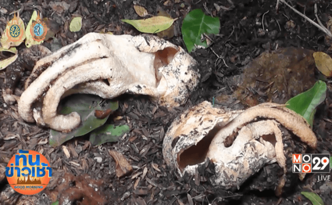 พบเห็ดหายาก รูปร่างคล้ายปลาหมึก