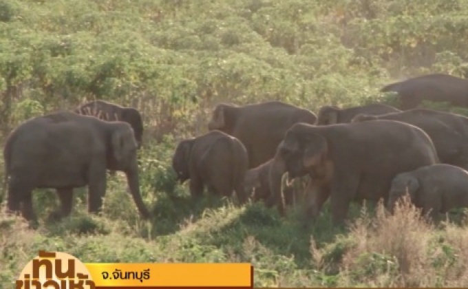 โขลงช้างป่า ยังวนเวียนสร้างความเดือดร้อนกับชาวบ้านอย่างต่อเนื่อง