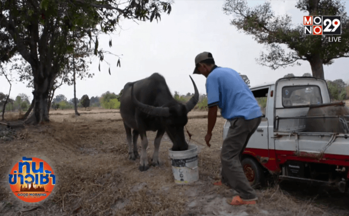 แล้งจัดกระทบผู้เลี้ยงสัตว์-สวนผลไม้