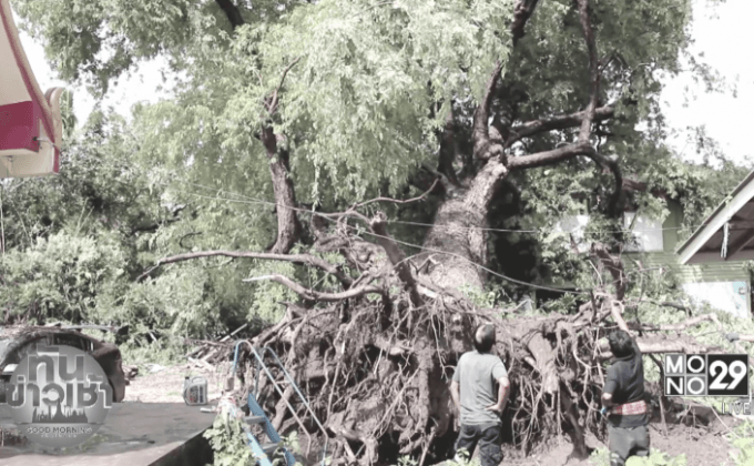 พายุซัดต้นมะขามยักษ์ ร้อยปี ล้มทับบ้านพัง