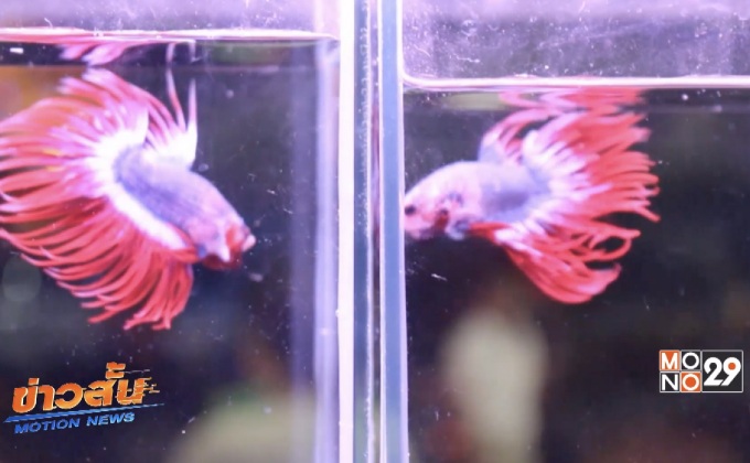 แห่ชมปลากัดลายธงชาติไทย ตัวแรกของโลก